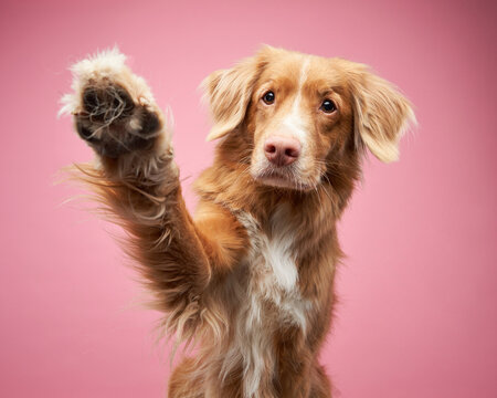dog waving its paws on a pink background, in the studio. Funny Nova Scotia Duck Retriever, toller