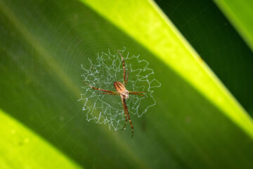 Spider