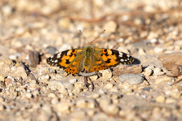 Fototapeta na wymiar Painted Lady Vanessa Cardui on the Ground with its Wings open
