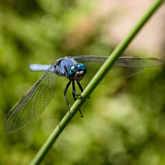 blue dragonfly on a green leaf