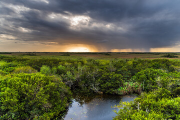 A view towards a distant rainstorm at sunset over the "river of grass" at Shark Valley in the Everglades National Park.