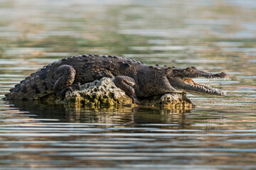 Obraz premium A crocodile sunning itself on a rock near the edge of a lake in South Florida. 