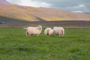 Fototapeta premium White Sheep and Lambs in west Iceland walking free on the field with the mountains behind