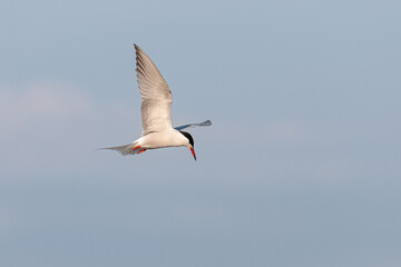 Fototapeta na wymiar Common tern, Sterna hirundo, single bird in flight