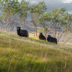 Black Sheep and Lambs in west Iceland walking free on the field 