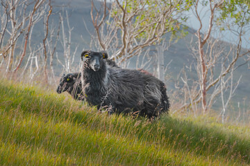 Black Sheep and Lambs in west Iceland walking free on the field 