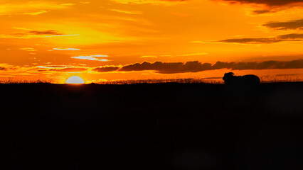 Sheep/Lamb on the field looking the Red Colorful Sunset in West Iceland © Good Morning Iceland