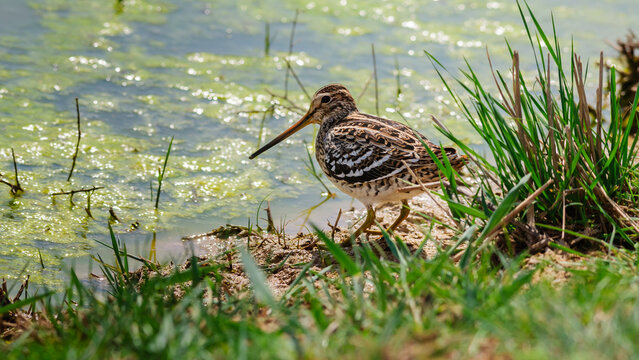 Common Snipe in the search for food in the shallow water, Gallinago gallinago