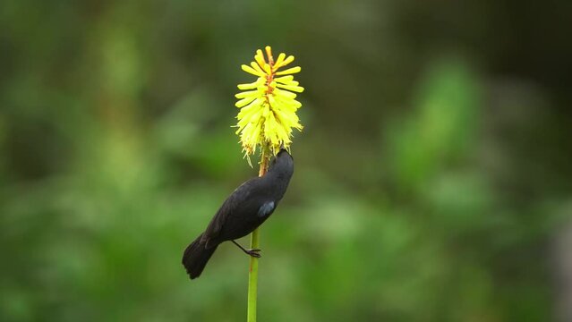 Glossy Flowerpiercer - Diglossa lafresnayii black bird in Thraupidae, found in Colombia, Ecuador, Peru and Venezuela in tropical moist montane forests, high-altitude grassland, feeds on bloom nectar.