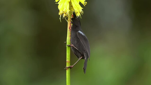 Glossy Flowerpiercer - Diglossa lafresnayii black bird in Thraupidae, found in Colombia, Ecuador, Peru and Venezuela in tropical moist montane forests, high-altitude grassland, feeds on bloom nectar.