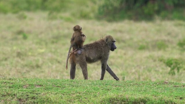 Olive Baboon Papio anubis also Anubis baboon, Cercopithecidae, Old World monkey from Africa, inhabits savannahs, steppes, and forests, small baby on mother back, playing on the grass in Hells Gate.