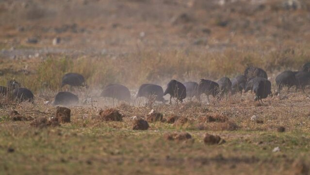 Vulturine Guineafowl - Acryllium vulturinum the largest extant species of guineafowl. Big ground gregarious bird with blue polumage in savannah of Kenya, flock of ground birds in dusty savanna. 