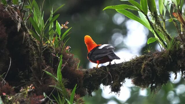 Andean cock-of-the-rock (Rupicola peruvianus), also tunki (Quechua), large passerine bird of the cotinga family native to Andean cloud forests in South America, national bird of Peru, sitting on tree.