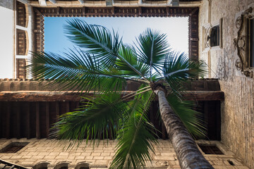 Patio con palmera y cielo azul, vista desde el suelo. Lugar de vacaciones.