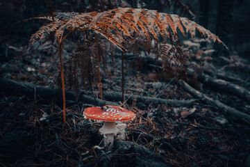 Seta roja y blanca, Amanita muscaria, bajo hoja de helecho en el bosque - 534069652