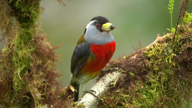 Toucan Barbet - Semnornis ramphastinus bird native to Ecuador and Colombia, Semnornithidae, closely related to the toucans, robust yellow bill, black head with grey throat and nape, red breast belly.