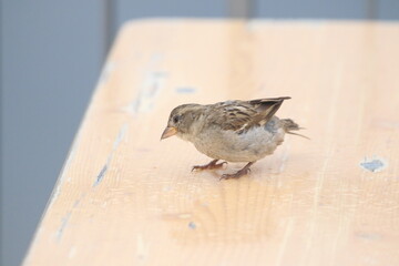 Junger Spatz auf Holztisch