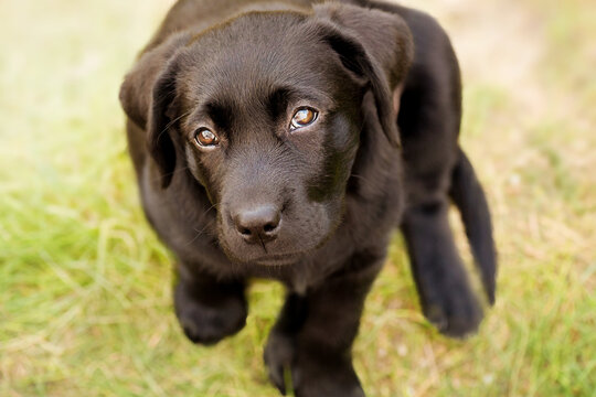 Labrador retriever dog. A black labrador puppy on a background of green grass.