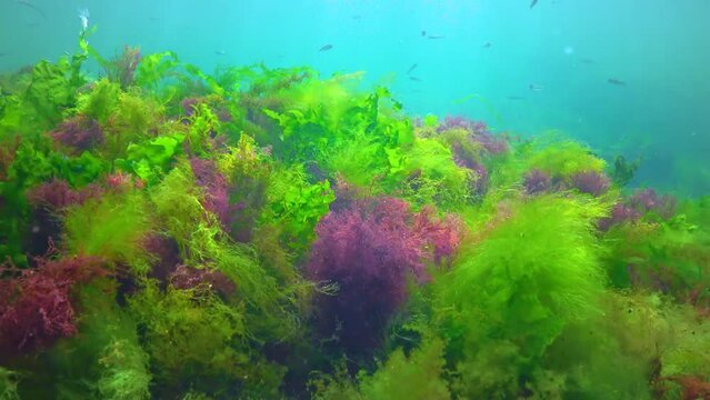 Green and red algae on underwater rocks (Enteromorpha, Ulva, Ceramium, Polisiphonia), Black Sea