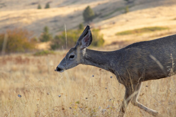 Mule Deer in the National Bison Range, Montana