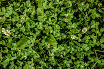 green leaves background