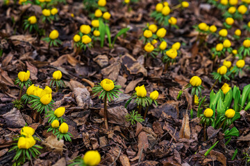 Eranthis. First bright yellow primroses in forest glade . Concept of spring