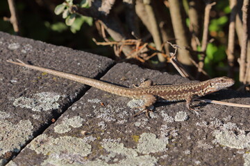 The common wall lizard, European wall lizard (Podarcis muralis) in a natural habitat
