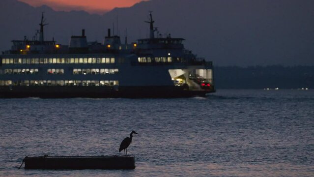 A peaceful Great Blue Heron fishing at sunset while ferry boats sail by