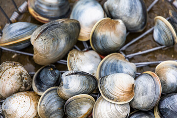 Pile of clams by the beach for eating