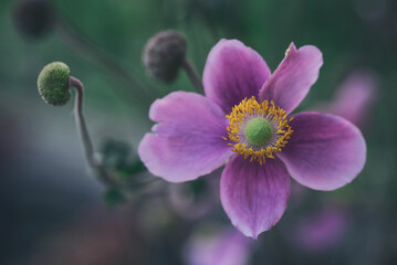 Pink Japanese Anemone flower or Windflower macro