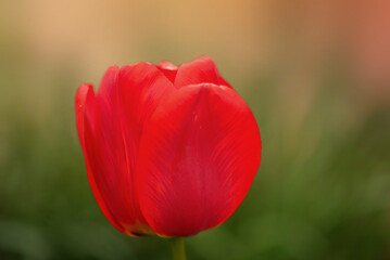 One red tulip macro on a background of green grass. A flower on a sunny day.
