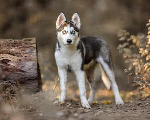 Naklejka na ściany i meble Husky puppy blue eyes in the woods 
