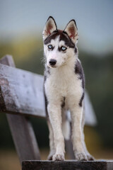 Husky puppy blue eyes on a bench