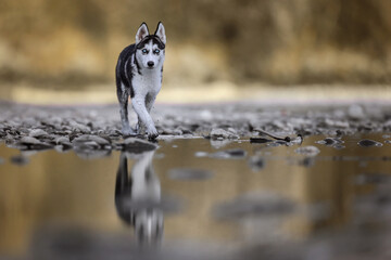 Husky puppy dog water reflection © pamela