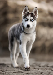 Naklejka na ściany i meble Husky puppy dog blue eyes 