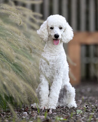 White Poodle Dog weisser Pudel Hund