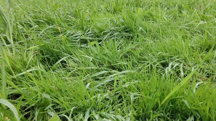 Green autumn lawn. Green grass, dandelion, plantain and other herbaceous plants on the lawn. The lawn has not been mowed for some time and the grass has grown. Dried grass can be seen in places.
