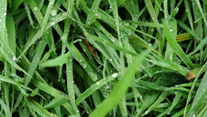 Dew on green grass. Drops of water lie on a lawn with long green grass. Drops of water hang and lie on the stems of grass, there are large drops of different sizes and small ones.