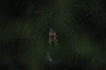 spider on web