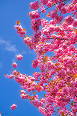 Japanische Kirschblüte Kirschblüte