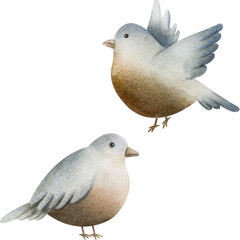 Hand drawn vintage birds. Watercolor Illustration