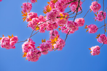 Japanische Kirschblüte Kirschblüte