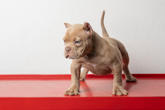 An american bully puppy, standing on a red base and white background with copy space