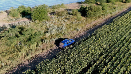 Blue car driving off-road along the sea and a field with sunflowers. Summer vacation outside the city. Farming in Ukraine