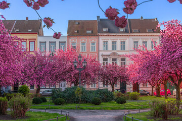 Japanische Kirschbl&uuml;te Krefeld