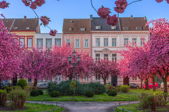 Japanische Kirschbl&uuml;te Krefeld