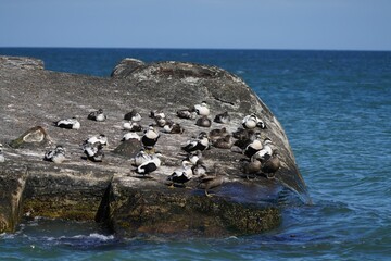 Flock of common eider ducks on a rock on Denmark's coast