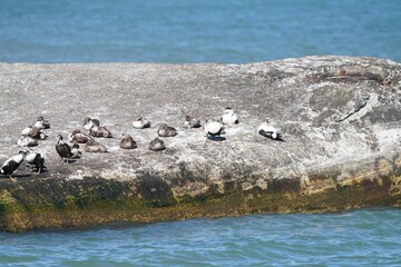 Naklejka premium Flock of common eider ducks on a rock on Denmark's coast