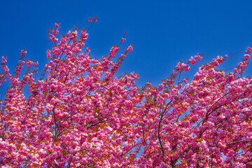Japanische Kirschblüte Krefeld