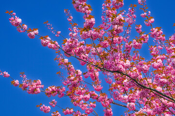 Japanische Kirschblüte Krefeld